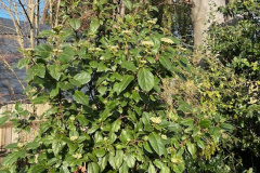 Elaeagnus_650w_clean