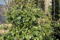 Elaeagnus_650w_corrected