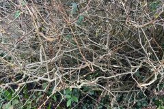 Quince_650w_corrected