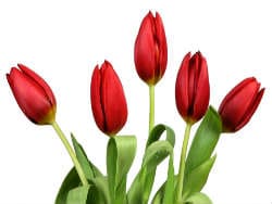 flower6