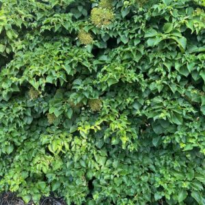 Hydrangea Petiolaris 10L