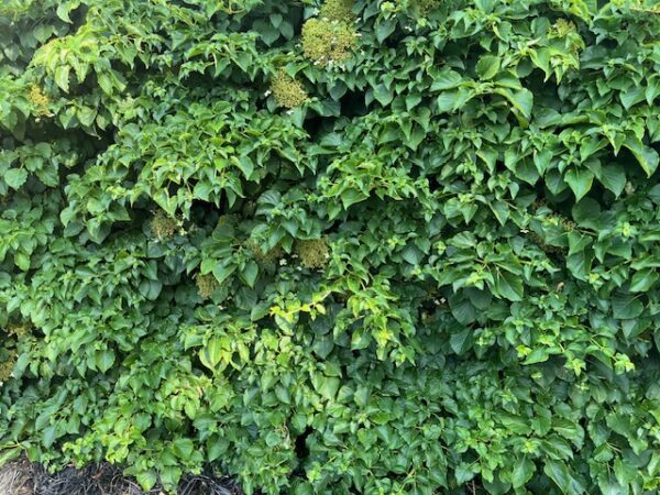Hydrangea Petiolaris 10L