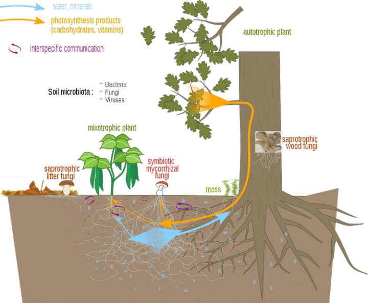 Mycorrhiza fungi and its importance in relation to climate change ...