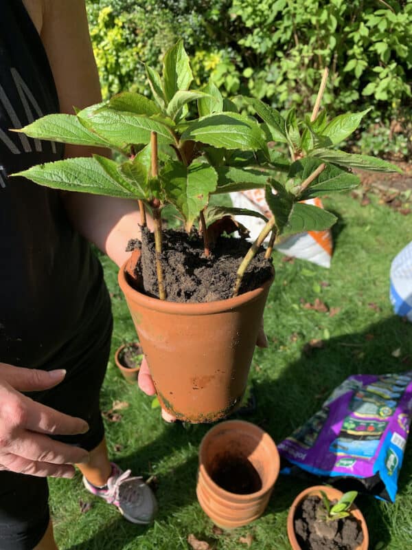 Free garden plants this autumn GardenAdvice.co.uk