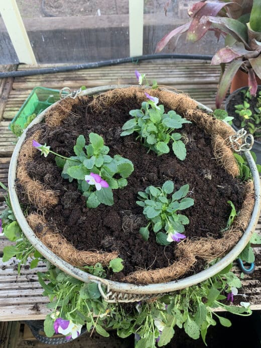 Creating a winter hanging basket with violas GardenAdvice.co.uk