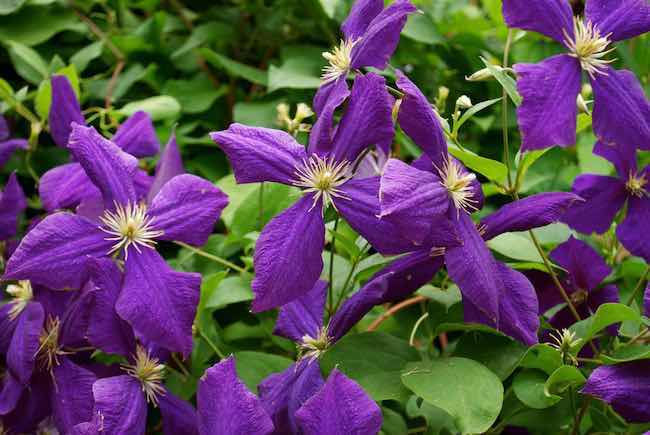 Clematis has many uses in the garden - GardenAdvice.co.uk