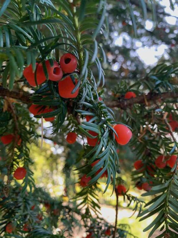 Yew tree berried seeds are poisonous GardenAdvice.co.uk