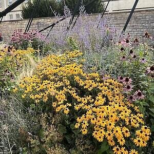 Episode 3. GardenAdvice gardening calendar 1st Week February