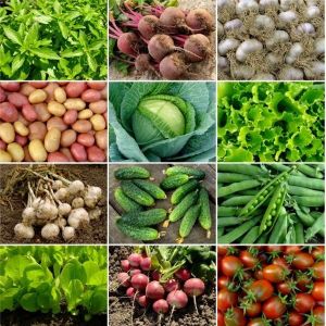 Episode 2. GardenAdvice gardening calendar 4th Week January