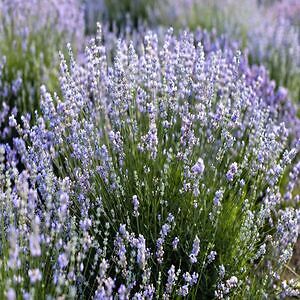 Replacing a Lavender Hedge – Deep Dive