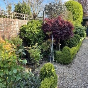 Episode 4. GardenAdvice gardening calendar 2nd Week February