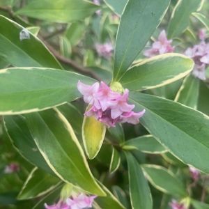 Winter flower and stem colour in the garden