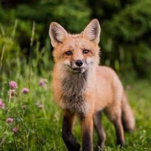 Create a wildlife garden in 2025 with GardenAdvice