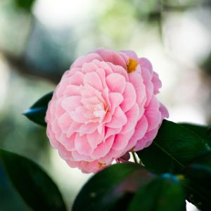Episode 7. GardenAdvice Gardening Calendar 1st Week March