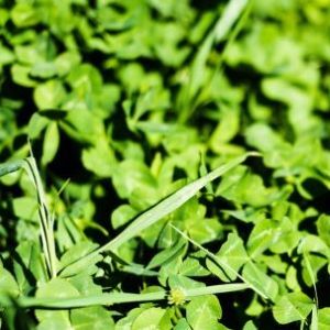 Episode 6. GardenAdvice gardening calendar 4th Week February